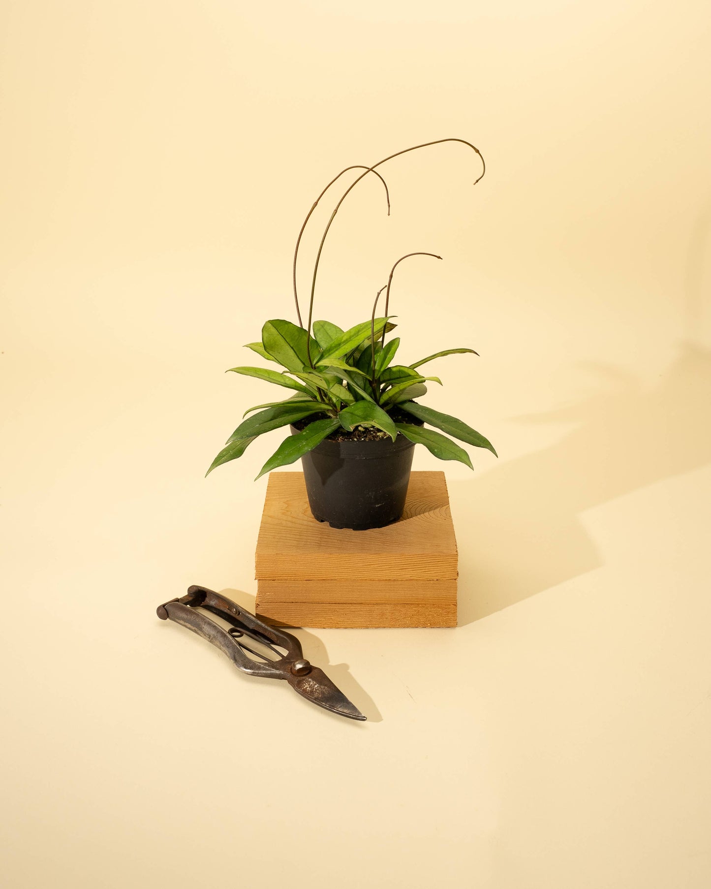 4" Hoya 'Crassipetiolata'