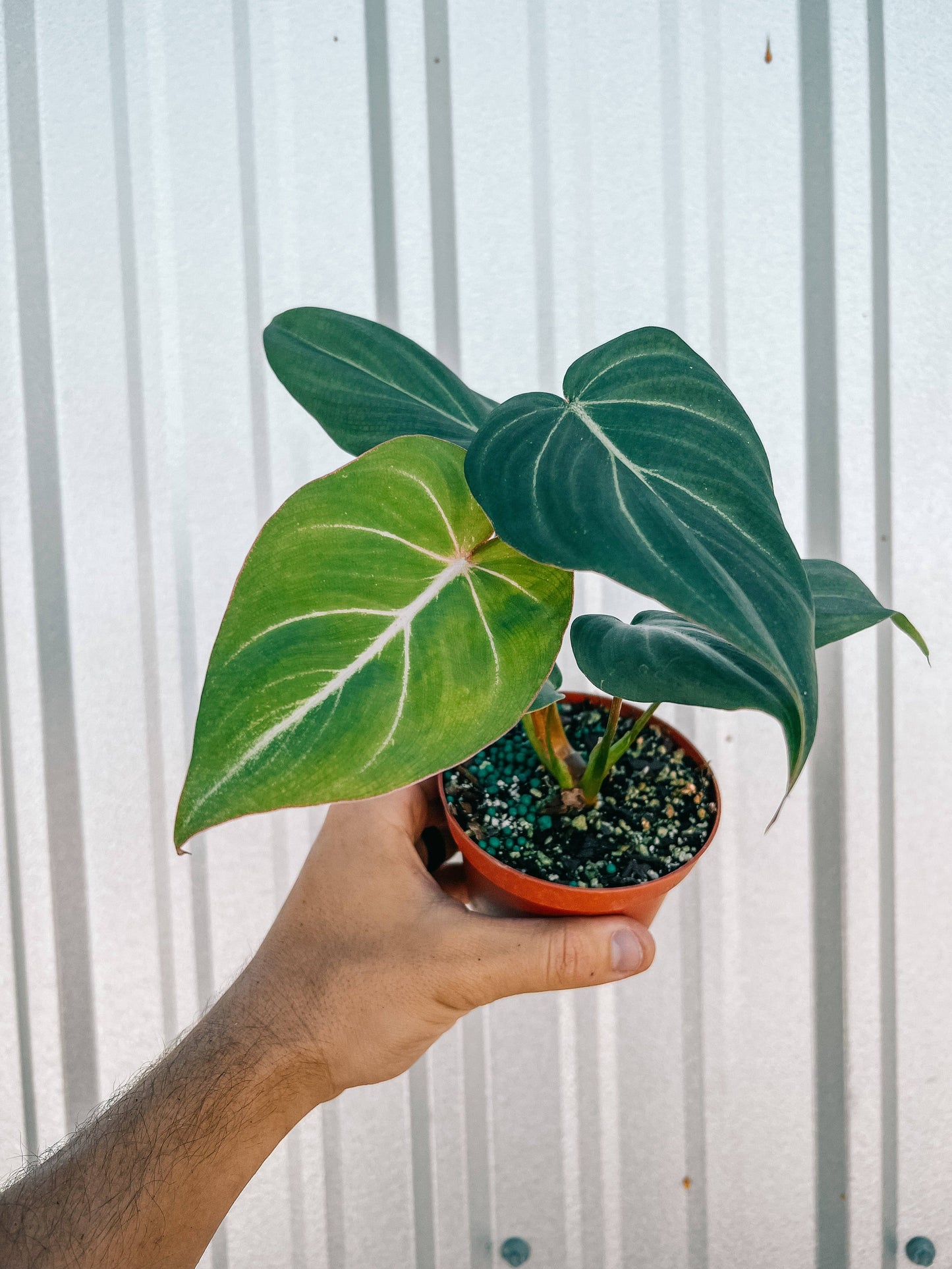 4" Philodendron 'Gloriosum'