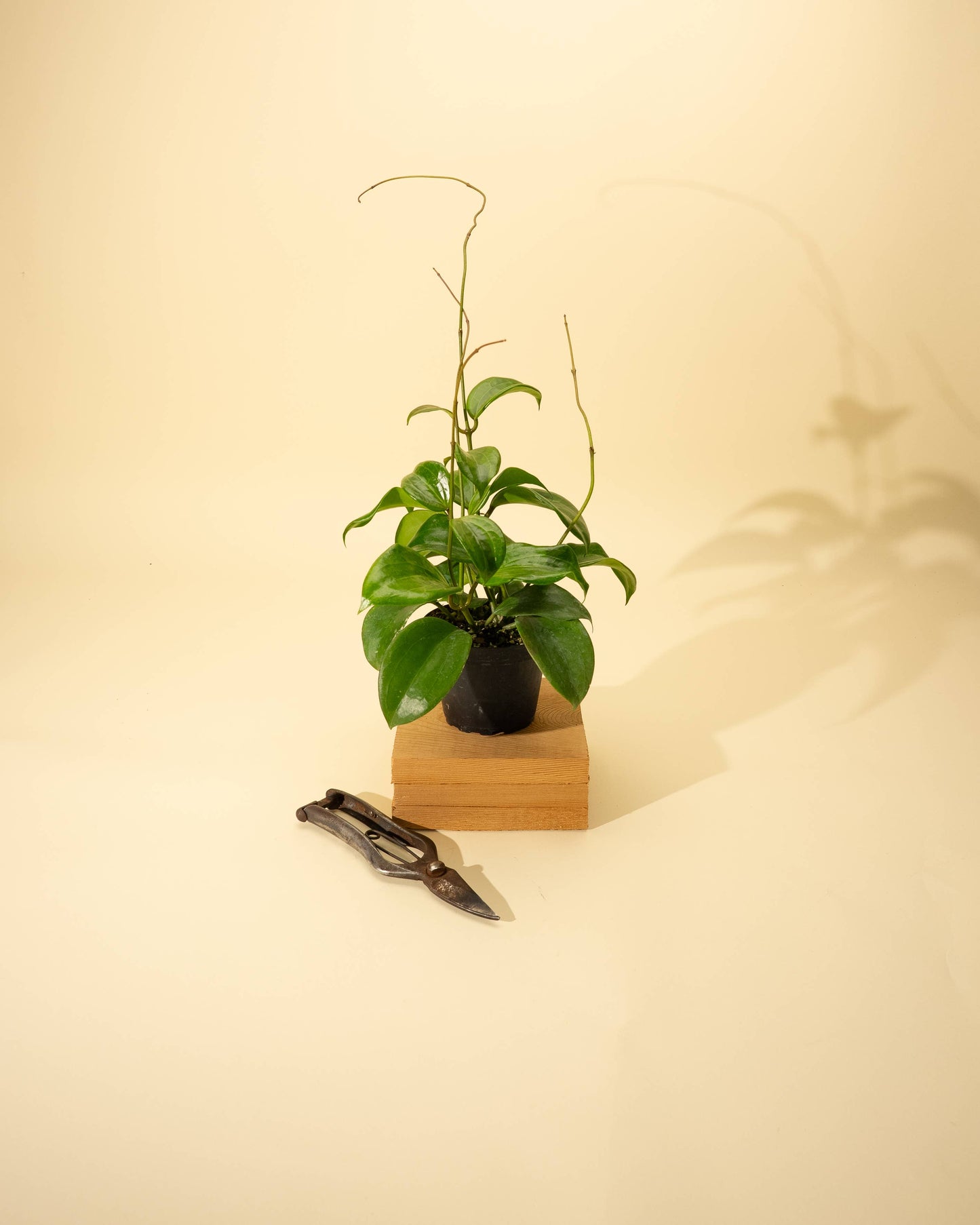 4" Hoya 'Quinquenervia'