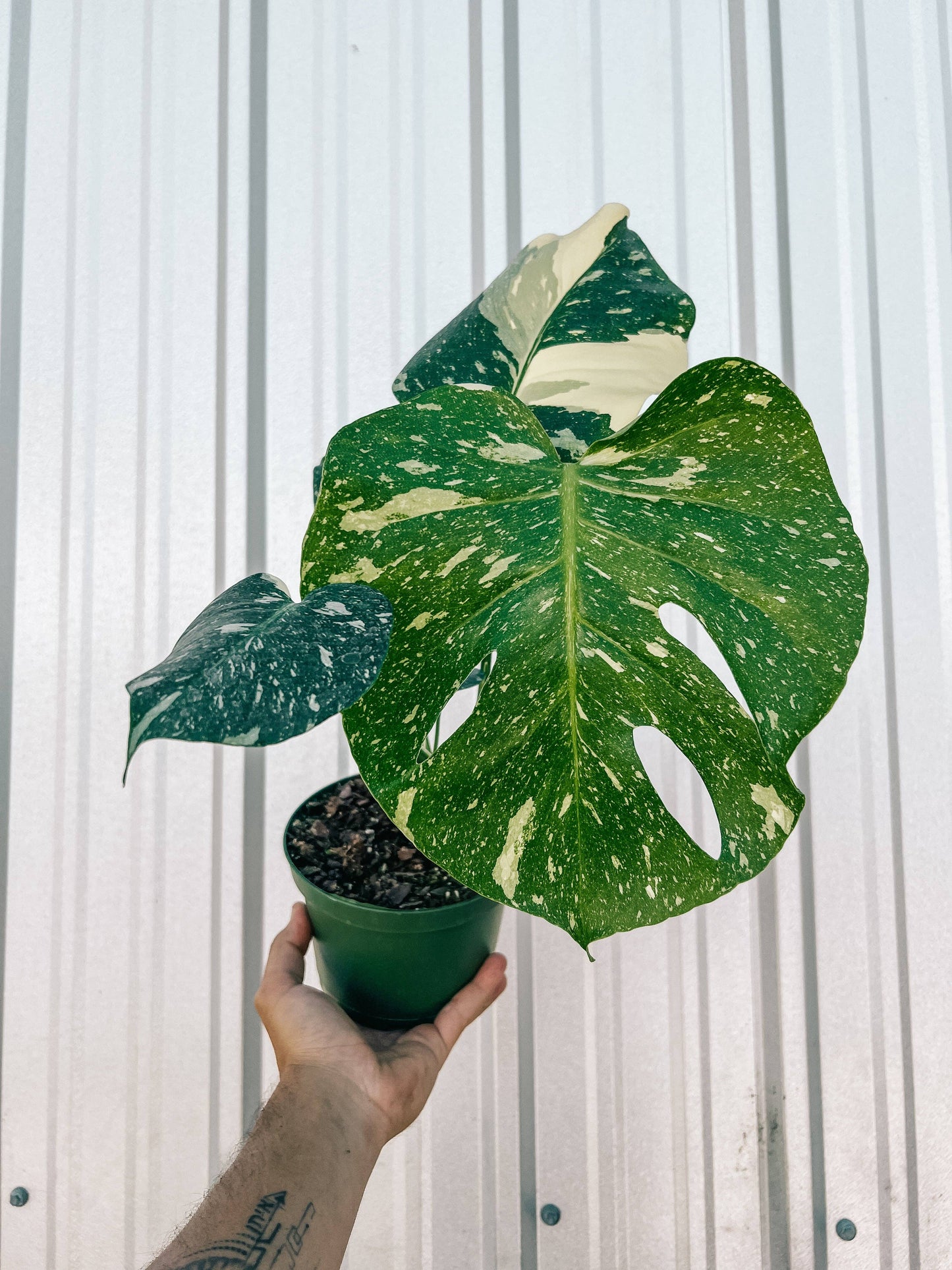 6" Monstera 'Thai Constellation'