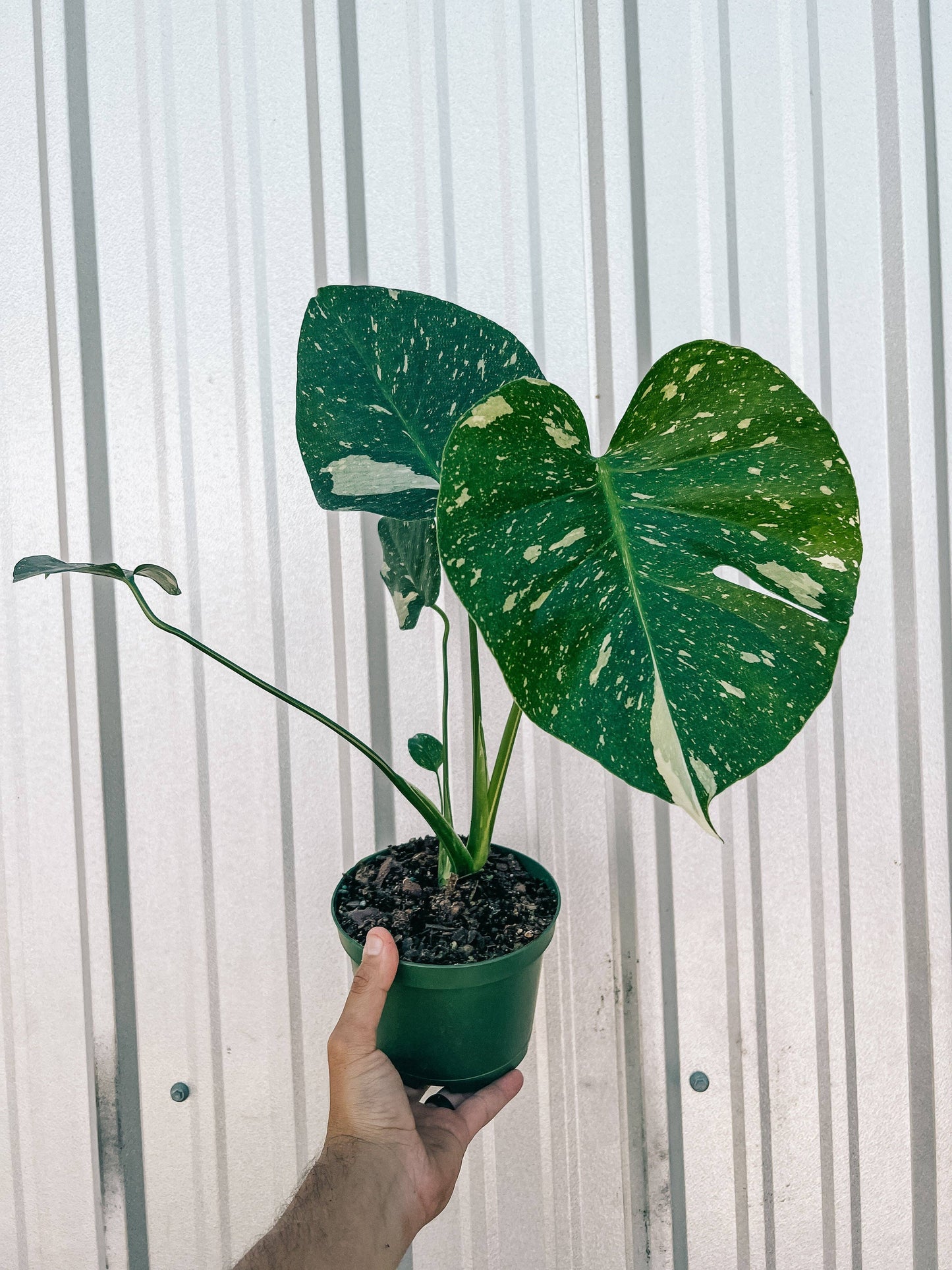 6" Monstera 'Thai Constellation'
