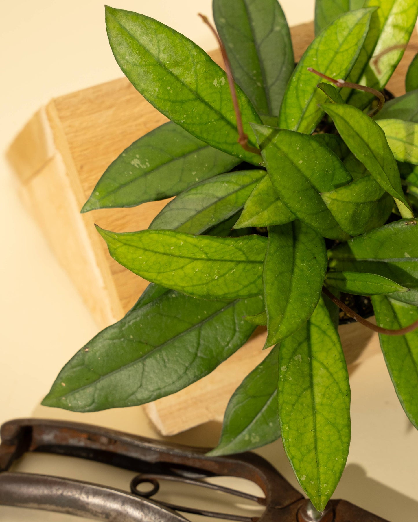 4" Hoya 'Crassipetiolata'