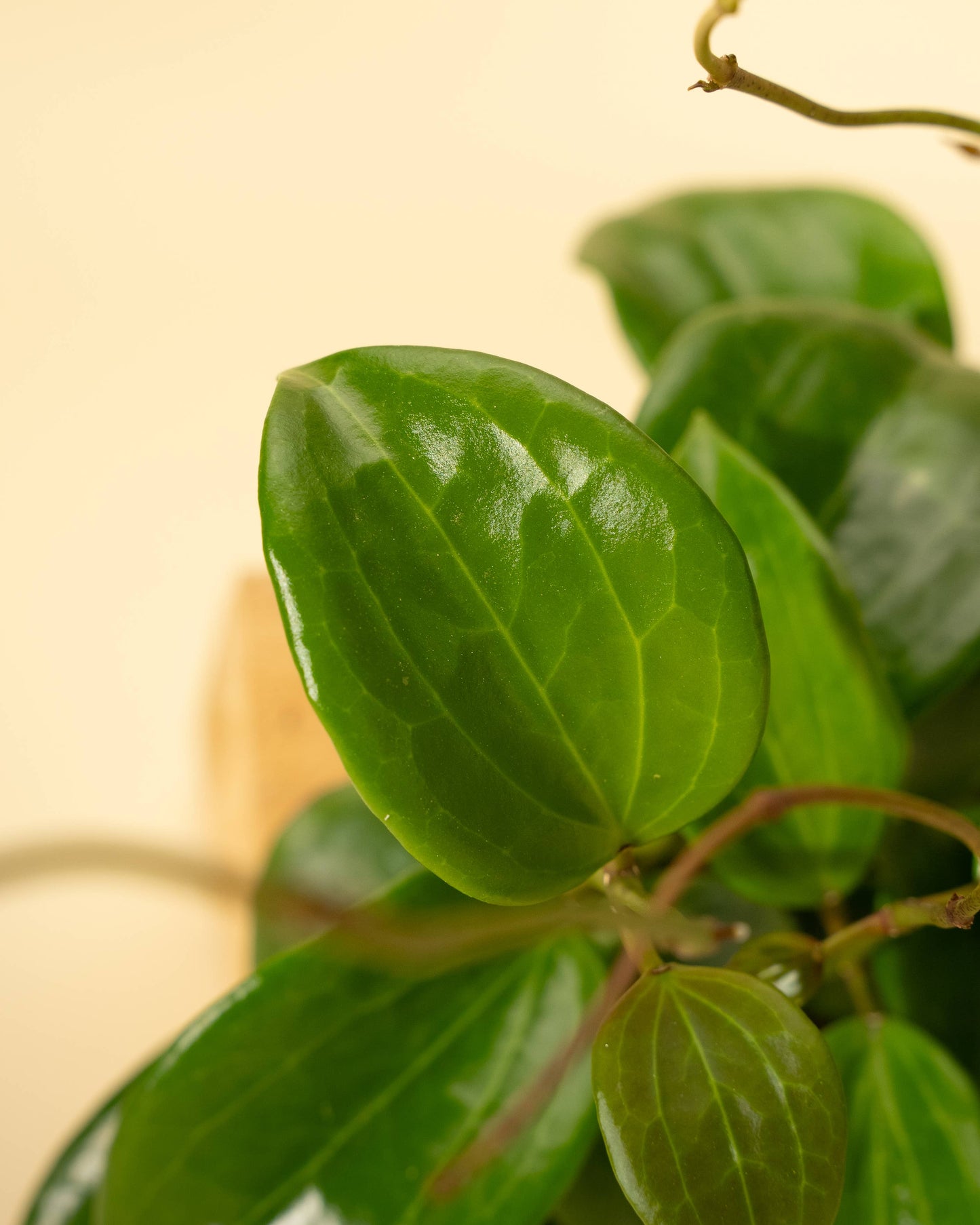 4" Hoya 'Quinquenervia'
