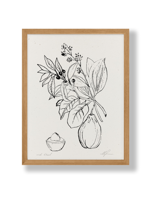 Avocado Botanical Art Print