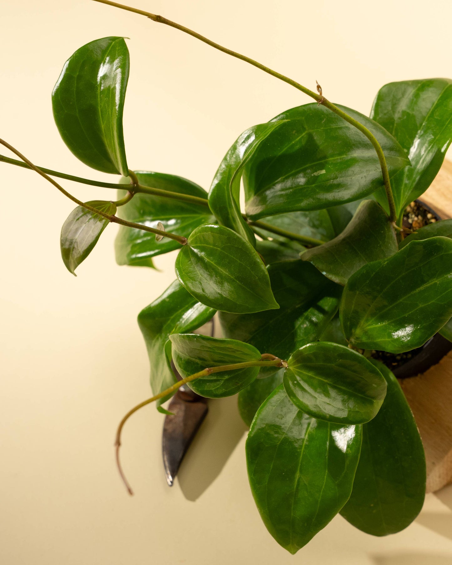 4" Hoya 'Quinquenervia'
