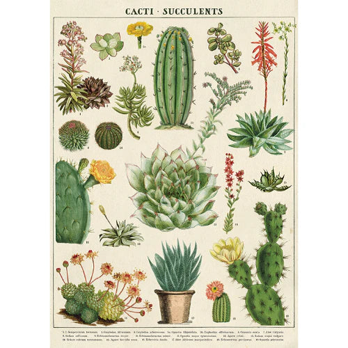 Cavallini & Co. Wrap - Succulents