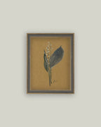 Lily On Brown Framed Antique Art