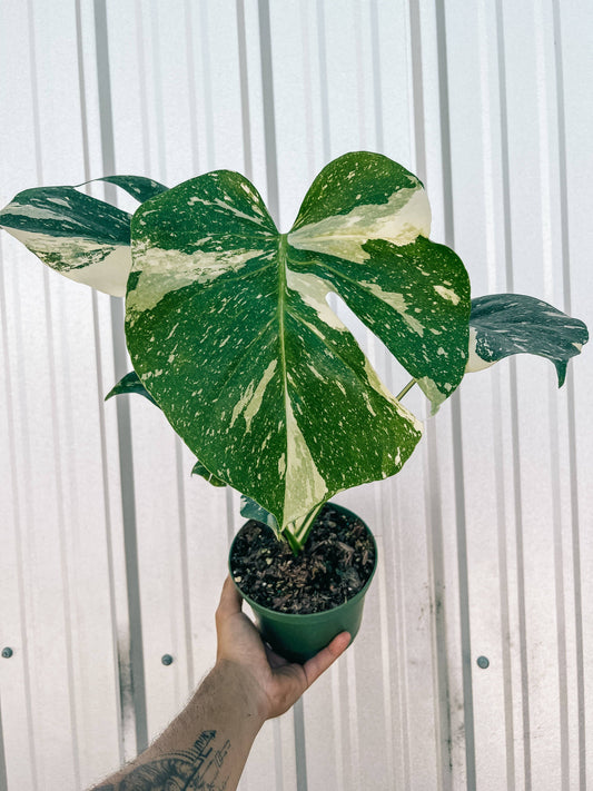6" Monstera 'Thai Constellation'