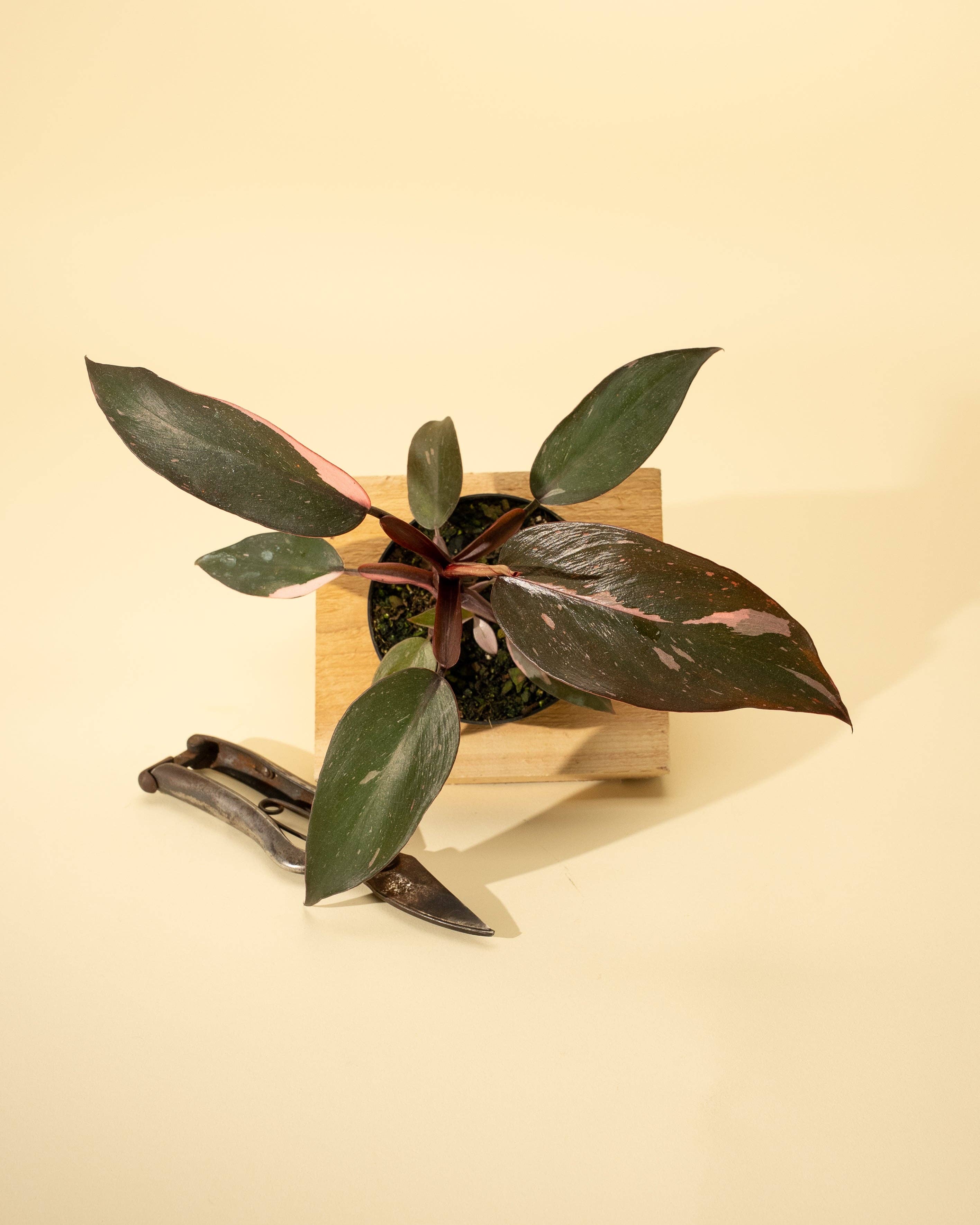 4" Philodendron 'Pink Princess'
