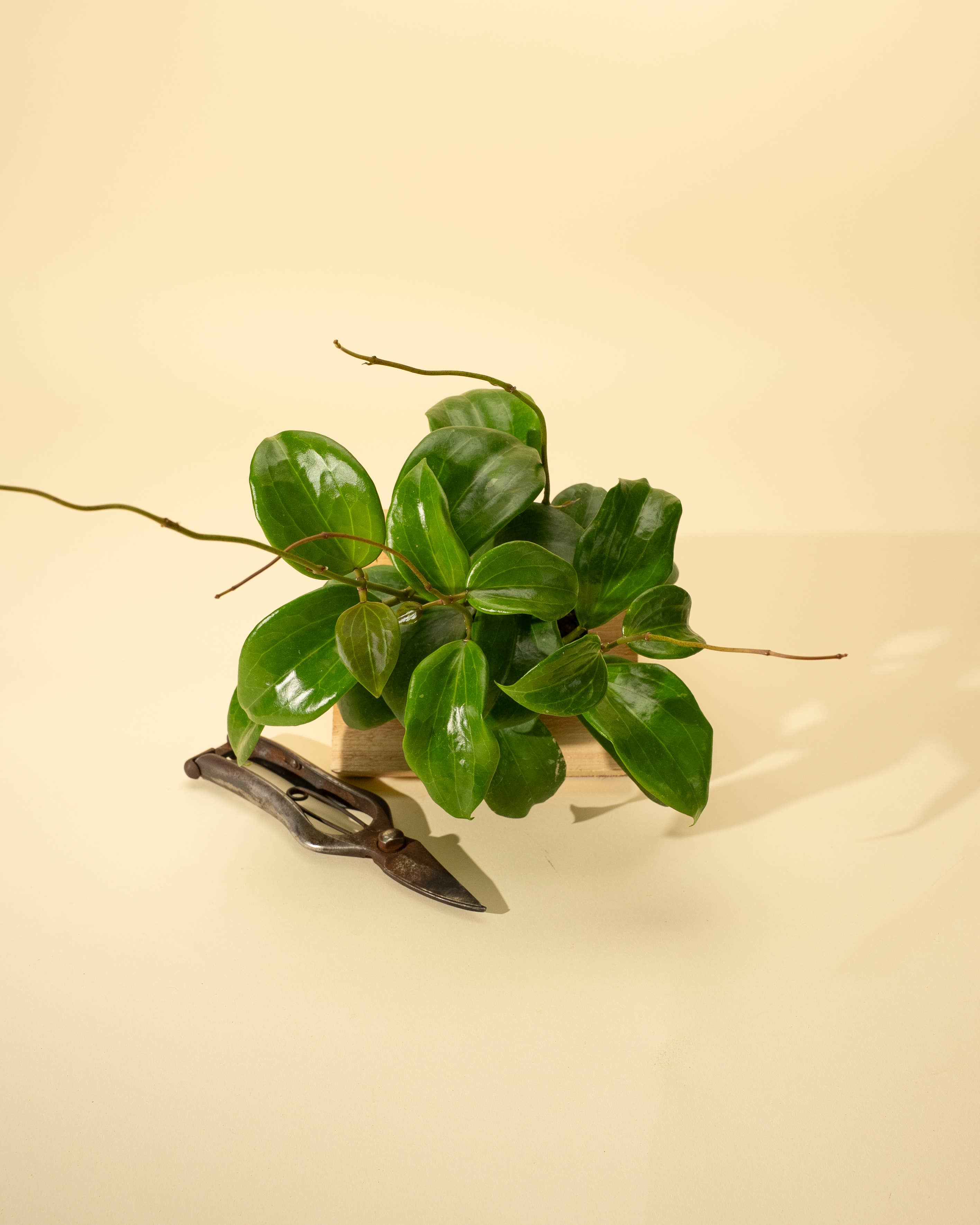 4" Hoya 'Quinquenervia'