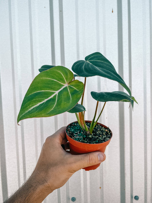 4" Philodendron 'Gloriosum'