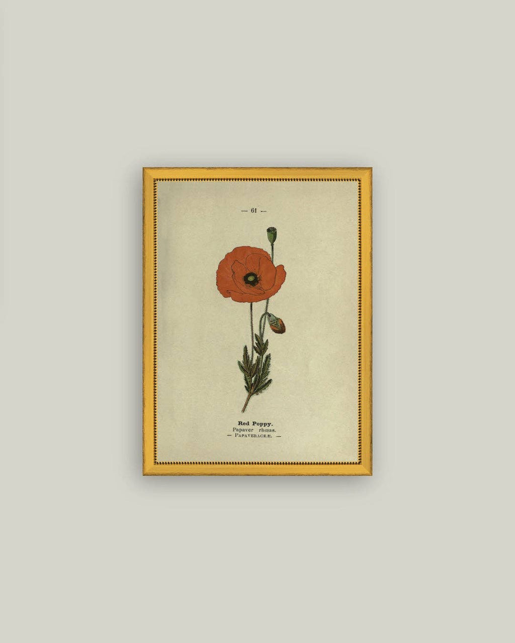 Red Poppy Framed Antique Art