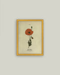 Red Poppy Framed Antique Art