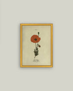 Red Poppy Framed Antique Art