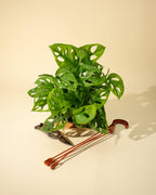 7" Monstera Adansonii 'Swiss Cheese' Wide Form