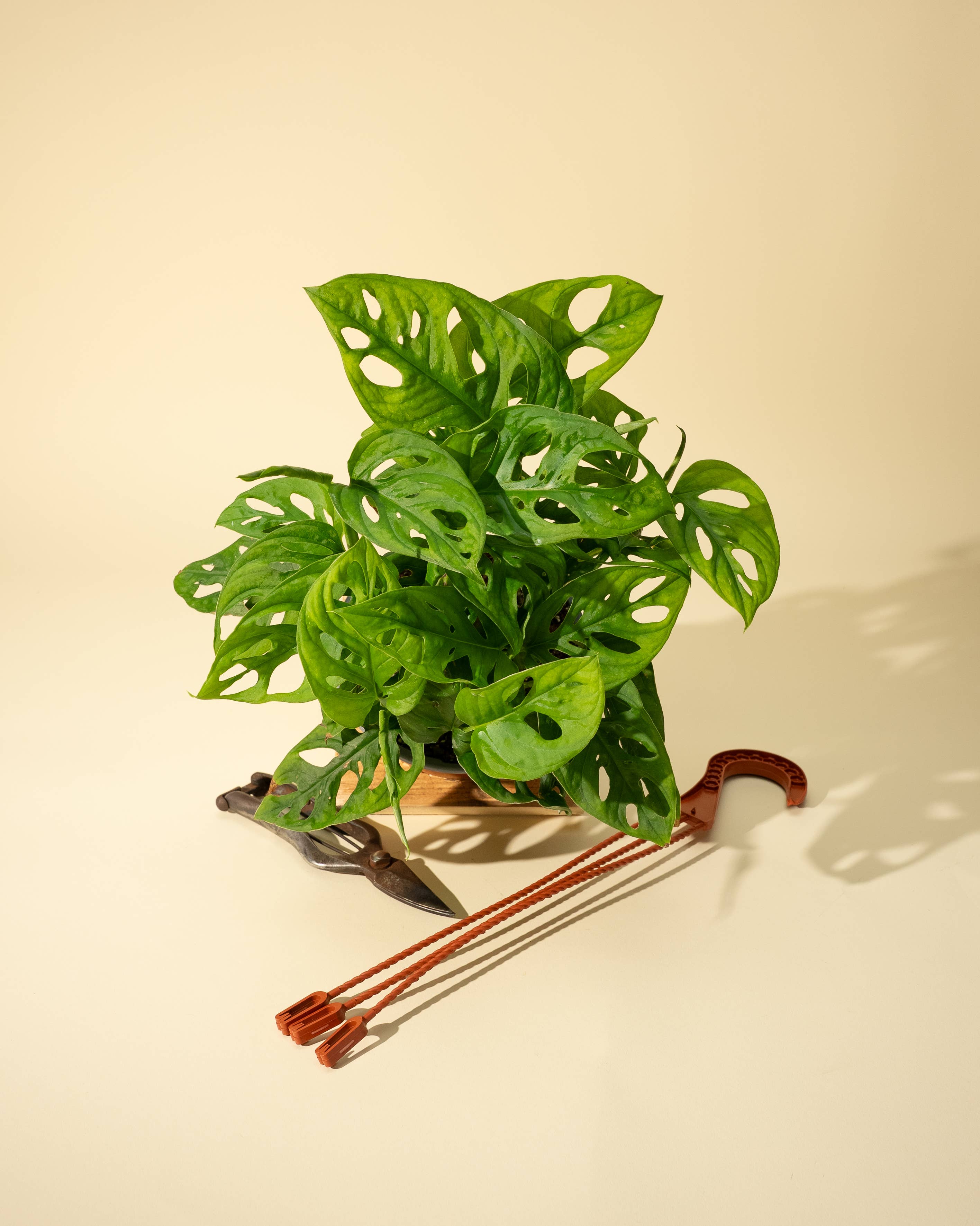 7" Monstera Adansonii 'Swiss Cheese' Wide Form