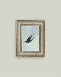 Swallow Boraston