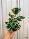 4" Ficus Triangularis Variegated