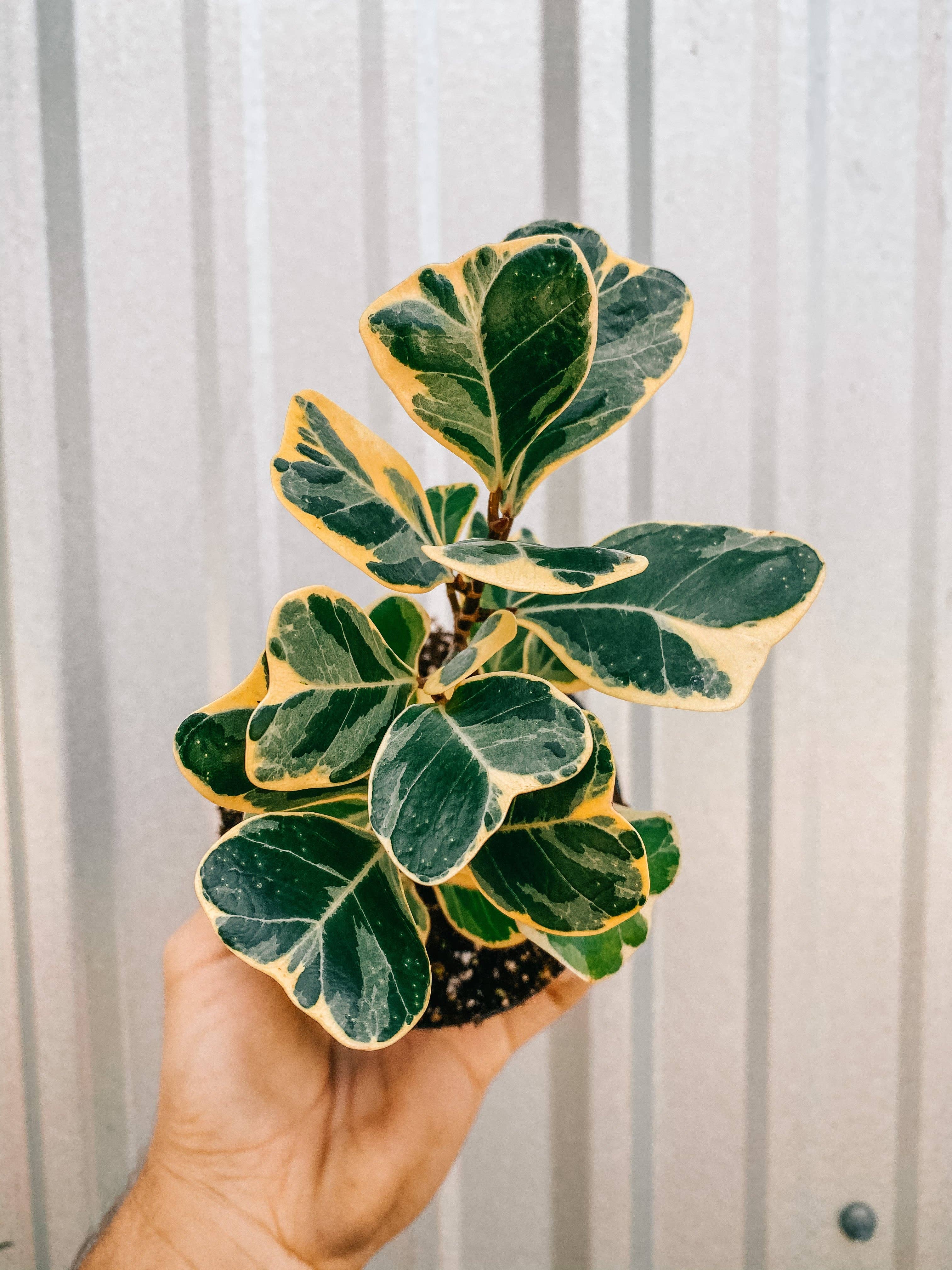 4" Ficus Triangularis Variegated