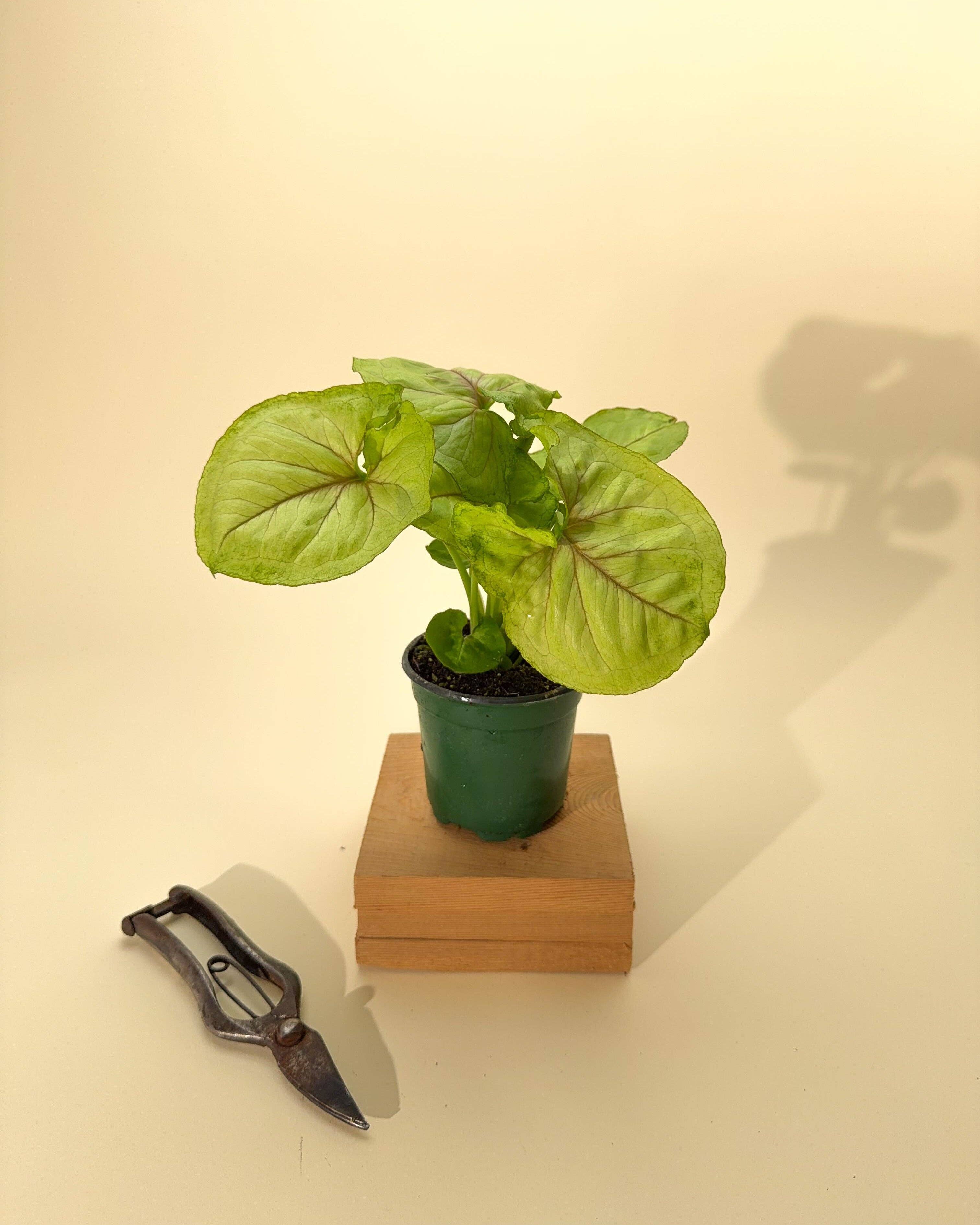4" Syngonium 'Siam Kiwi'