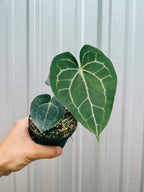 4" Anthurium 'Clarinervium'