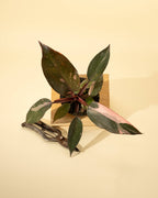 4" Philodendron 'Pink Princess'