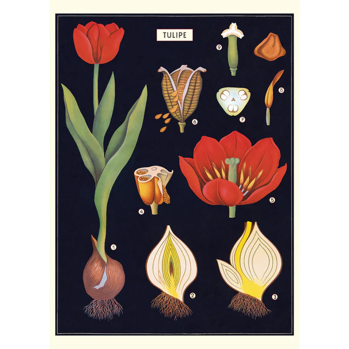 Cavallini & Co. Wrap - Tulip