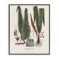 Fern Latin Study - Framed Wall Art