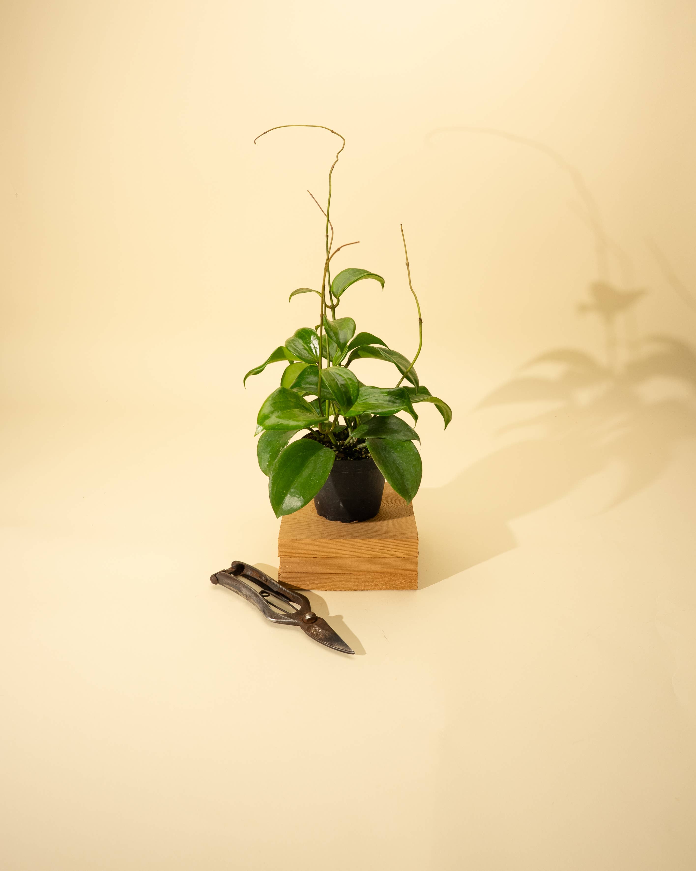 4" Hoya 'Quinquenervia'