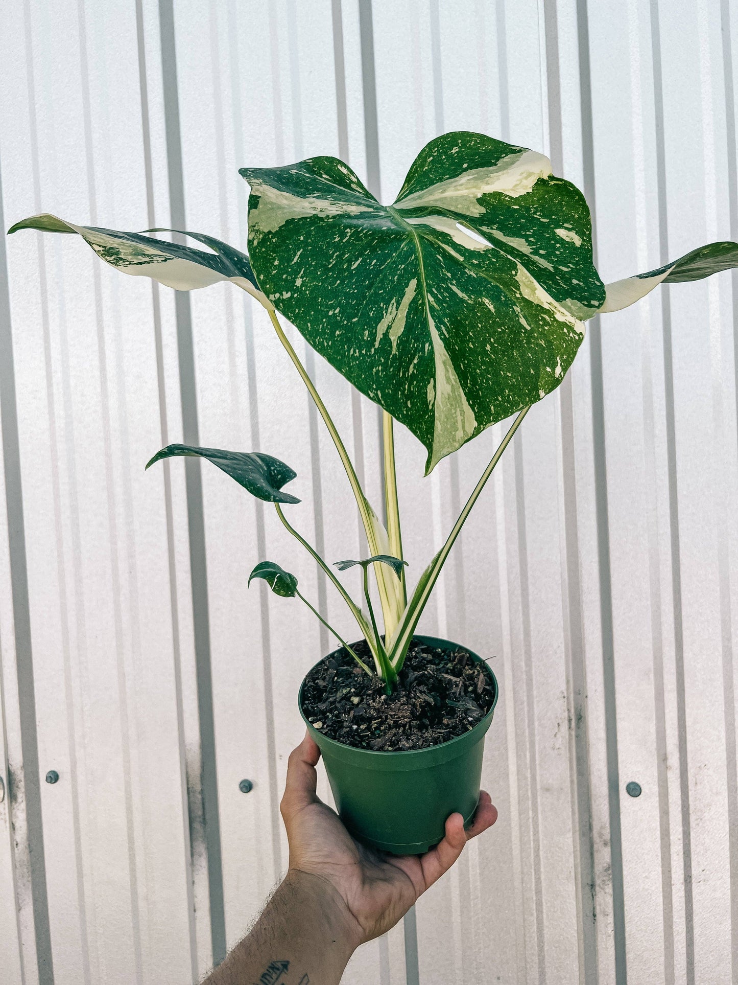 6" Monstera 'Thai Constellation'