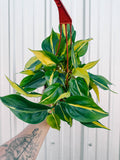 7" Philodendron 'Brasil'