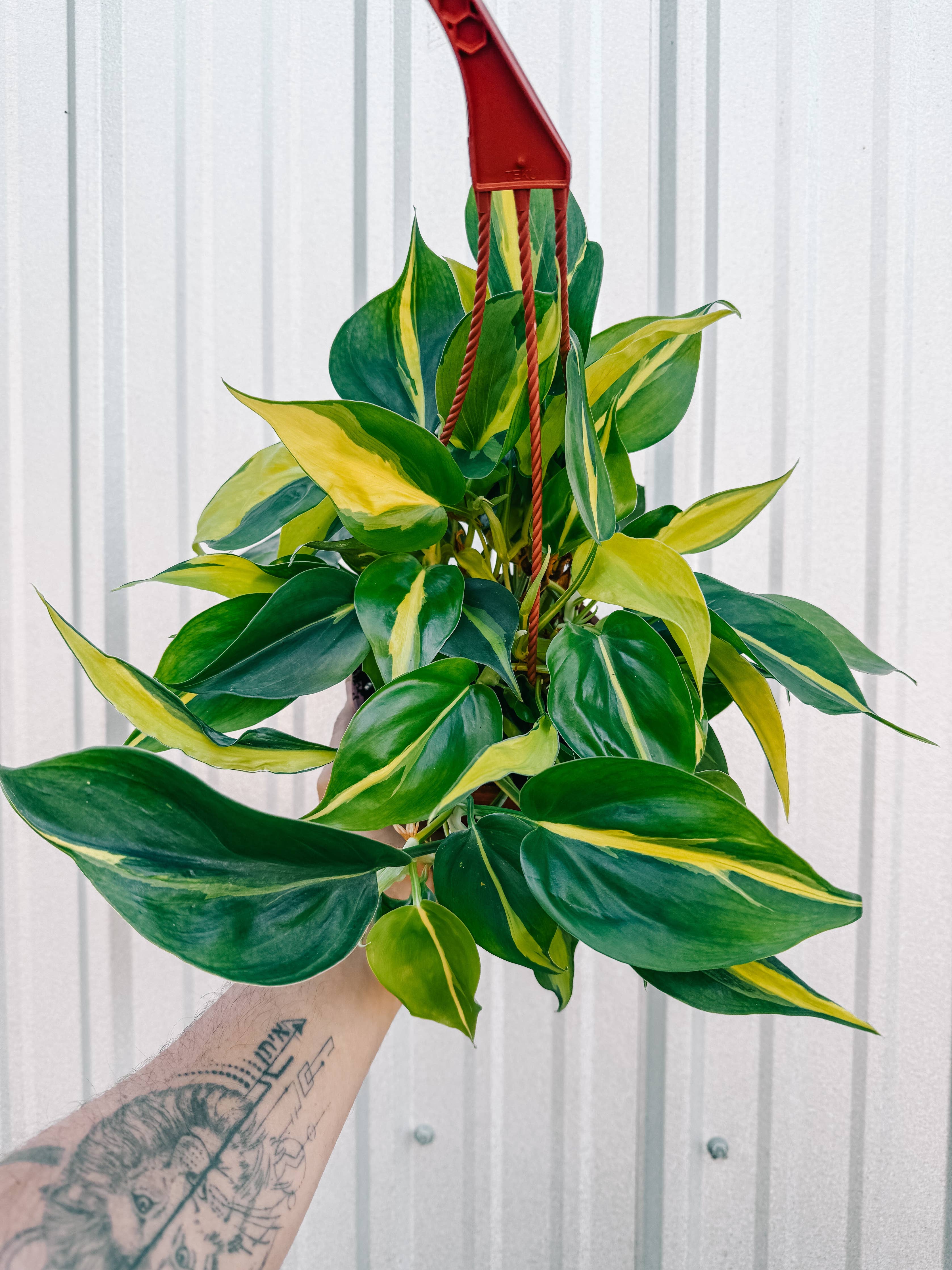 7" Philodendron 'Brasil'
