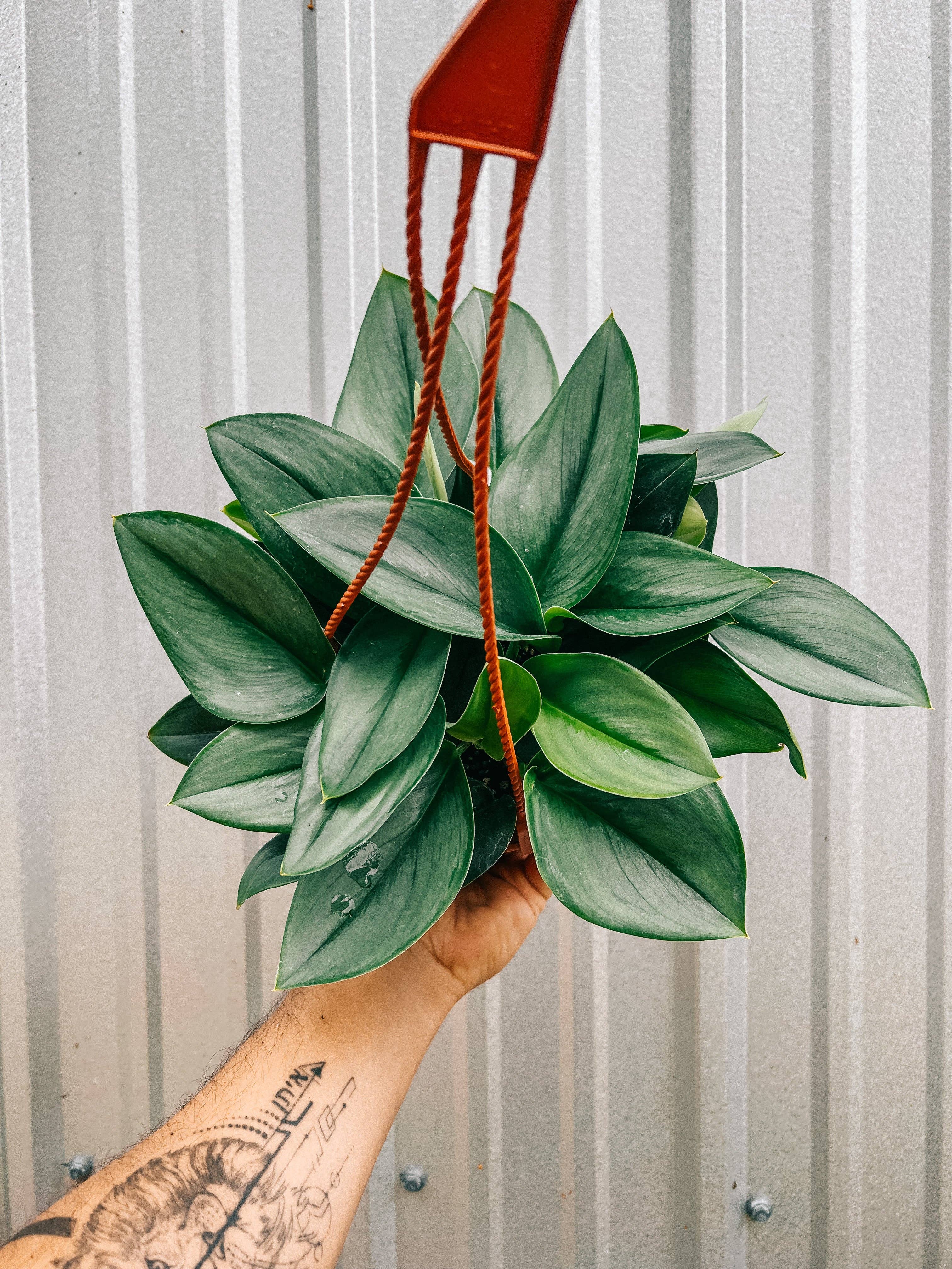 6" Scindapsus 'Treubii Moonlight'