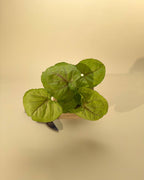 4" Syngonium 'Siam Kiwi'