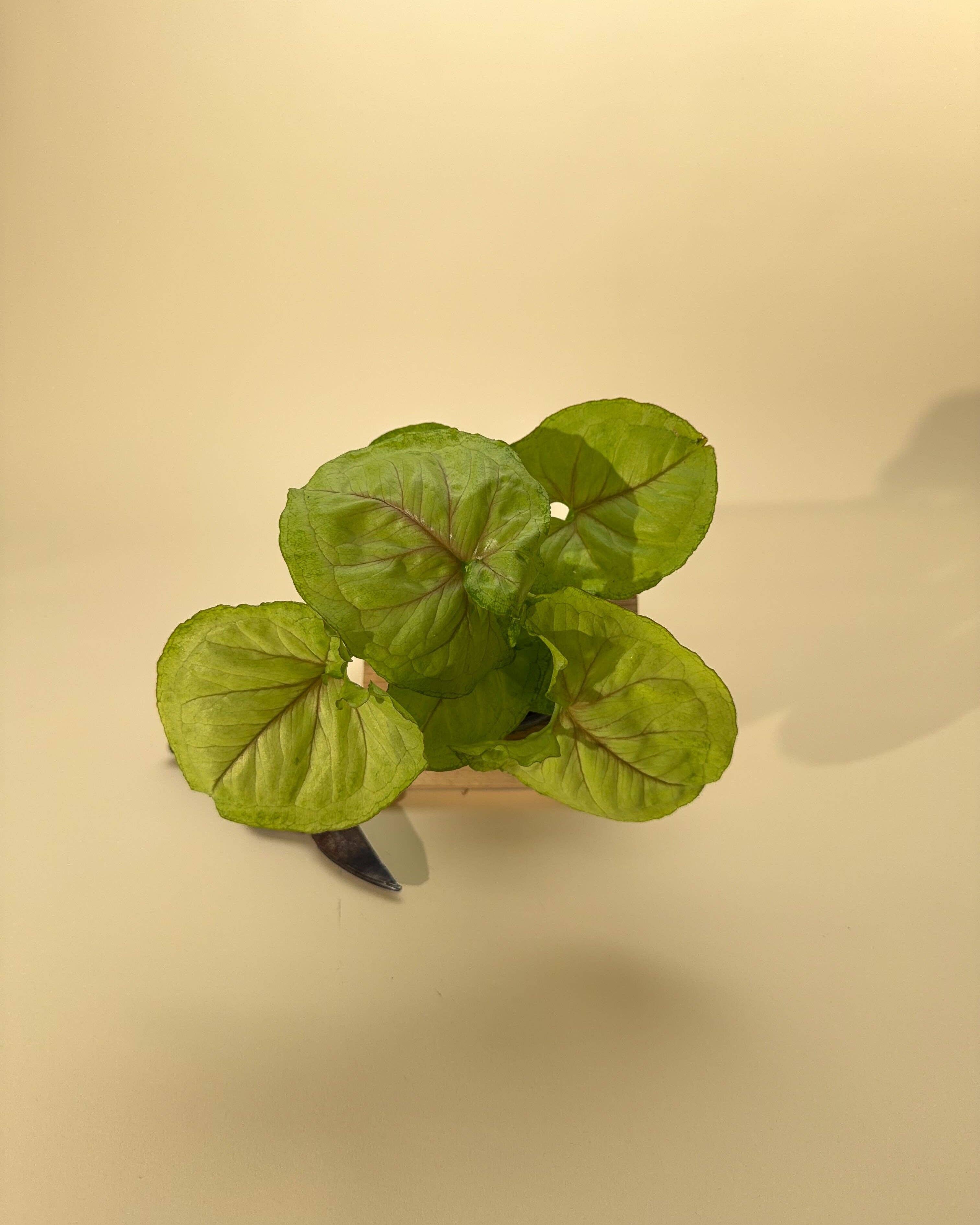4" Syngonium 'Siam Kiwi'