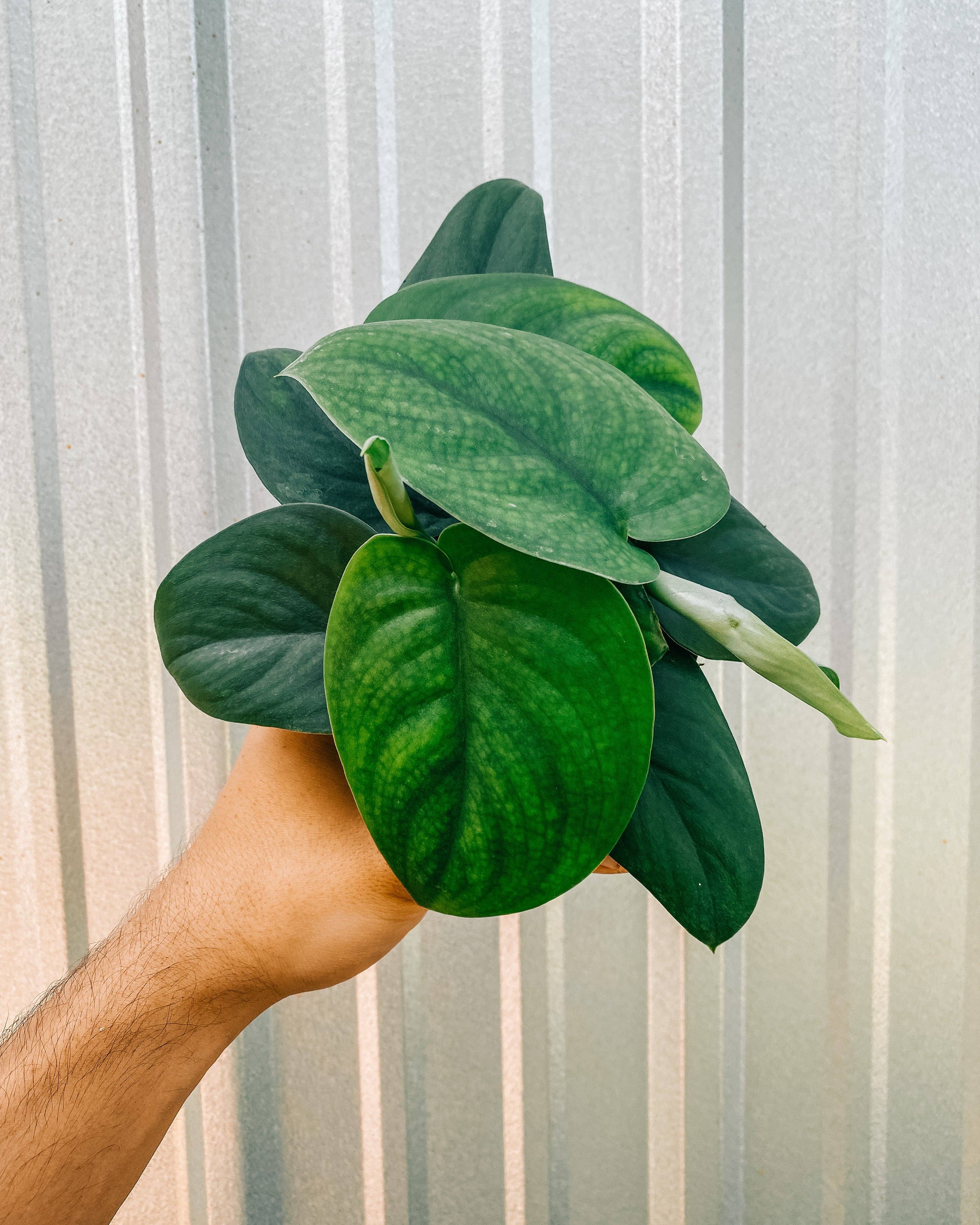 4" Scindapsus 'Jade Satin'