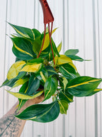 7" Philodendron 'Brasil'