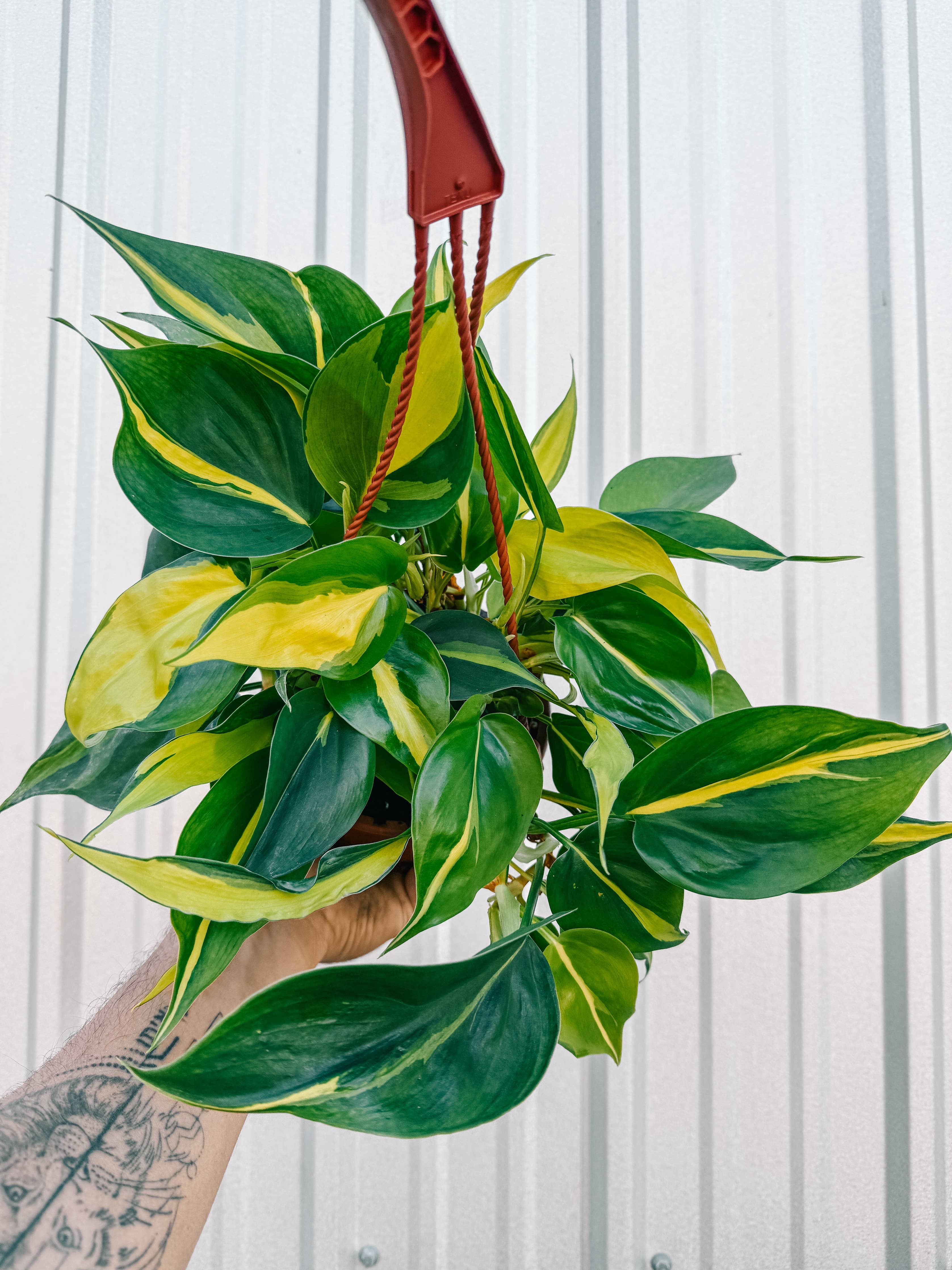7" Philodendron 'Brasil'