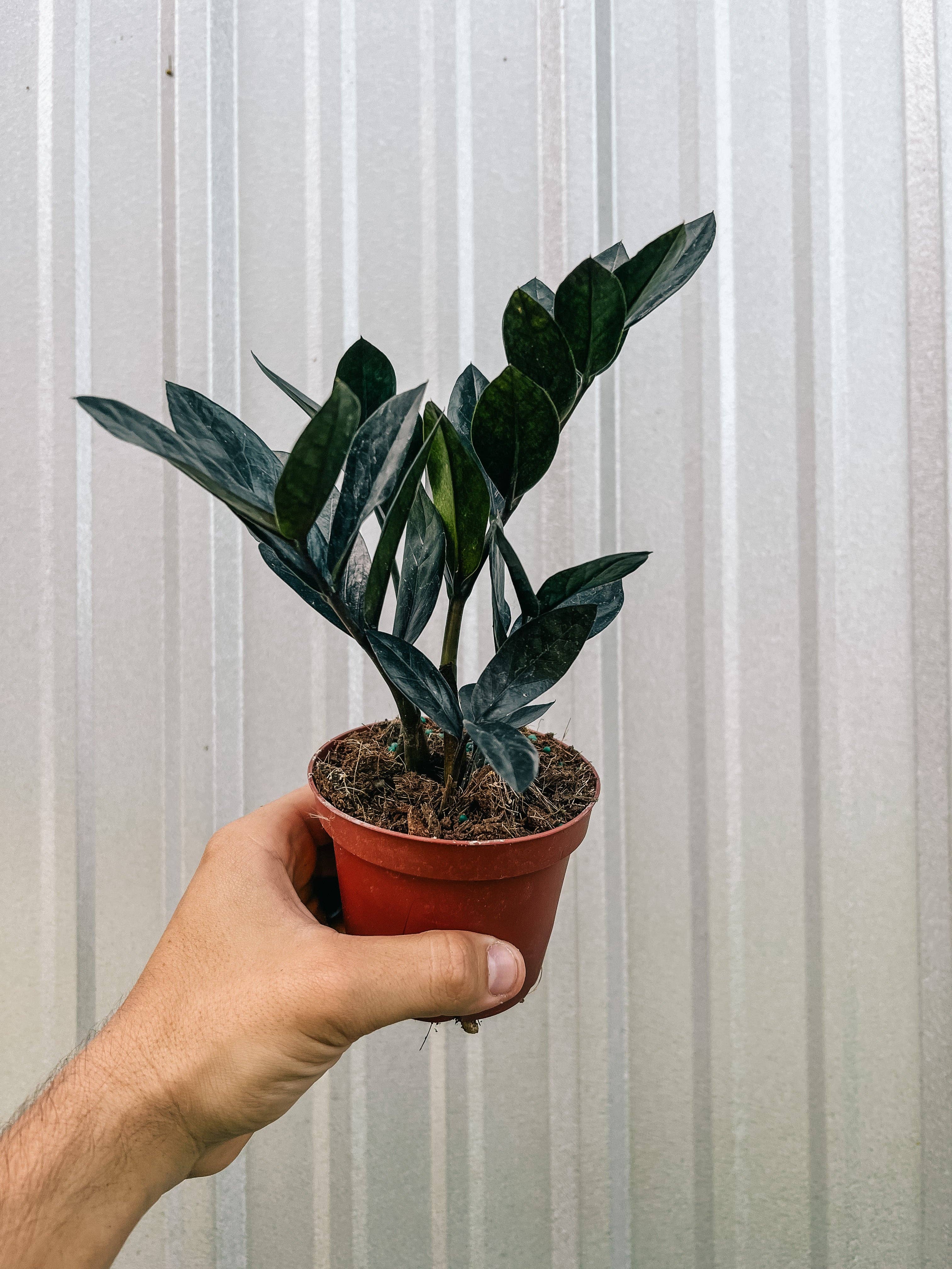 4" Zamioculcas Zamiifolia 'Black Queen'