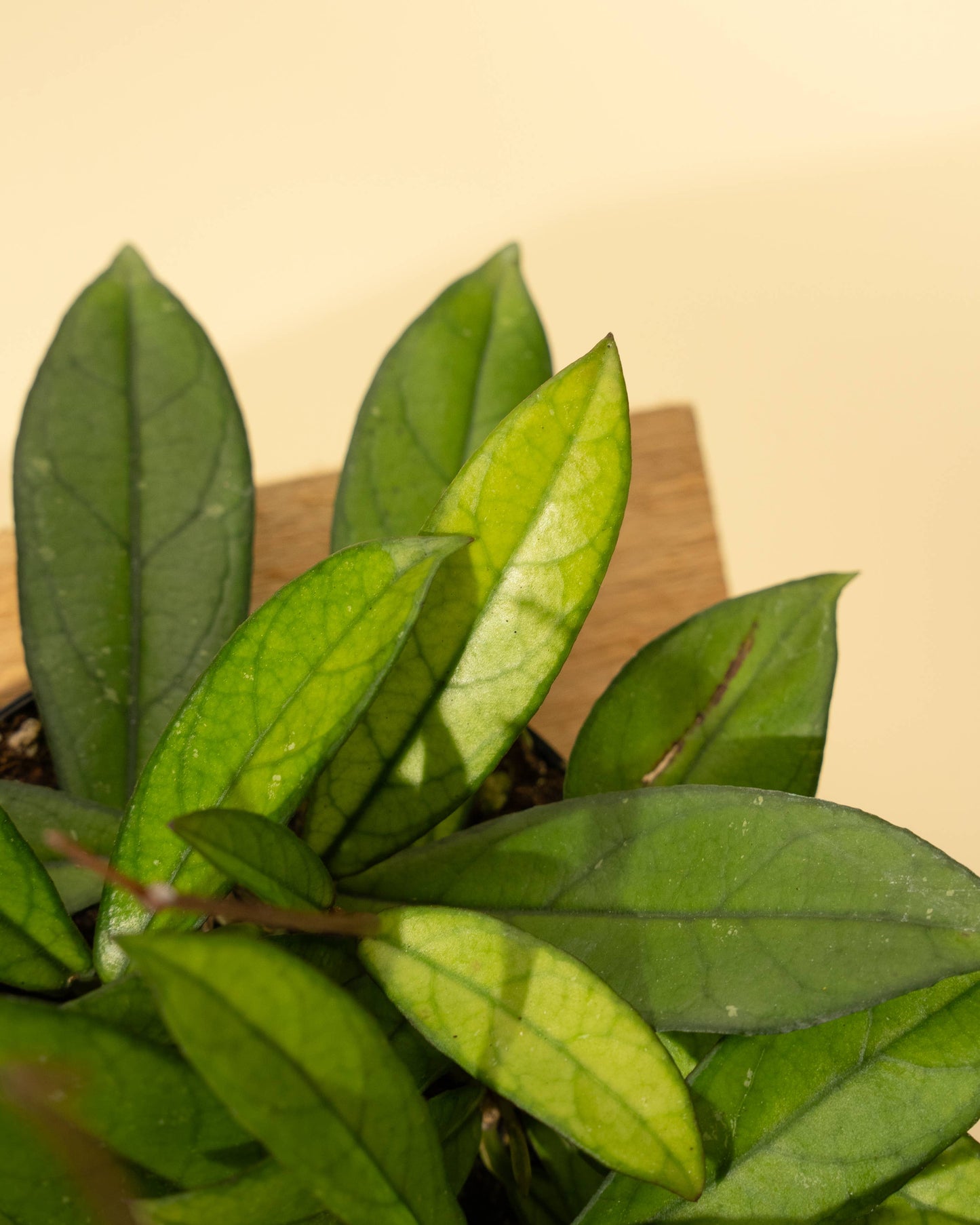 4" Hoya 'Crassipetiolata'