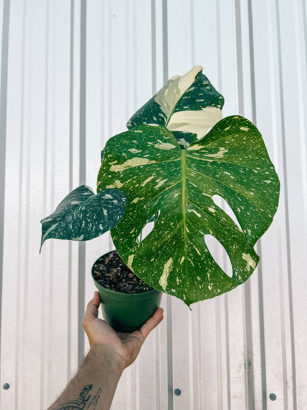 6" Monstera 'Thai Constellation'