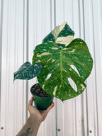 6" Monstera 'Thai Constellation'