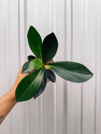 4" Peperomia 'Red Edge'