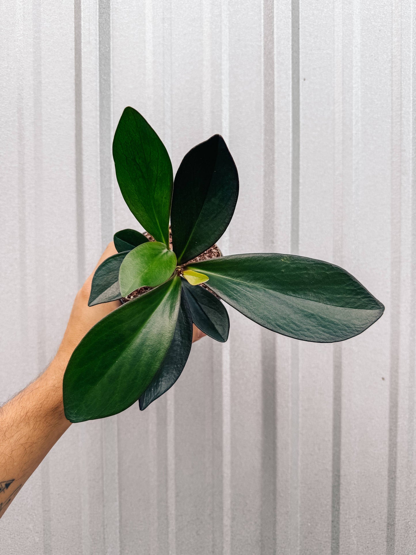 4" Peperomia 'Red Edge'