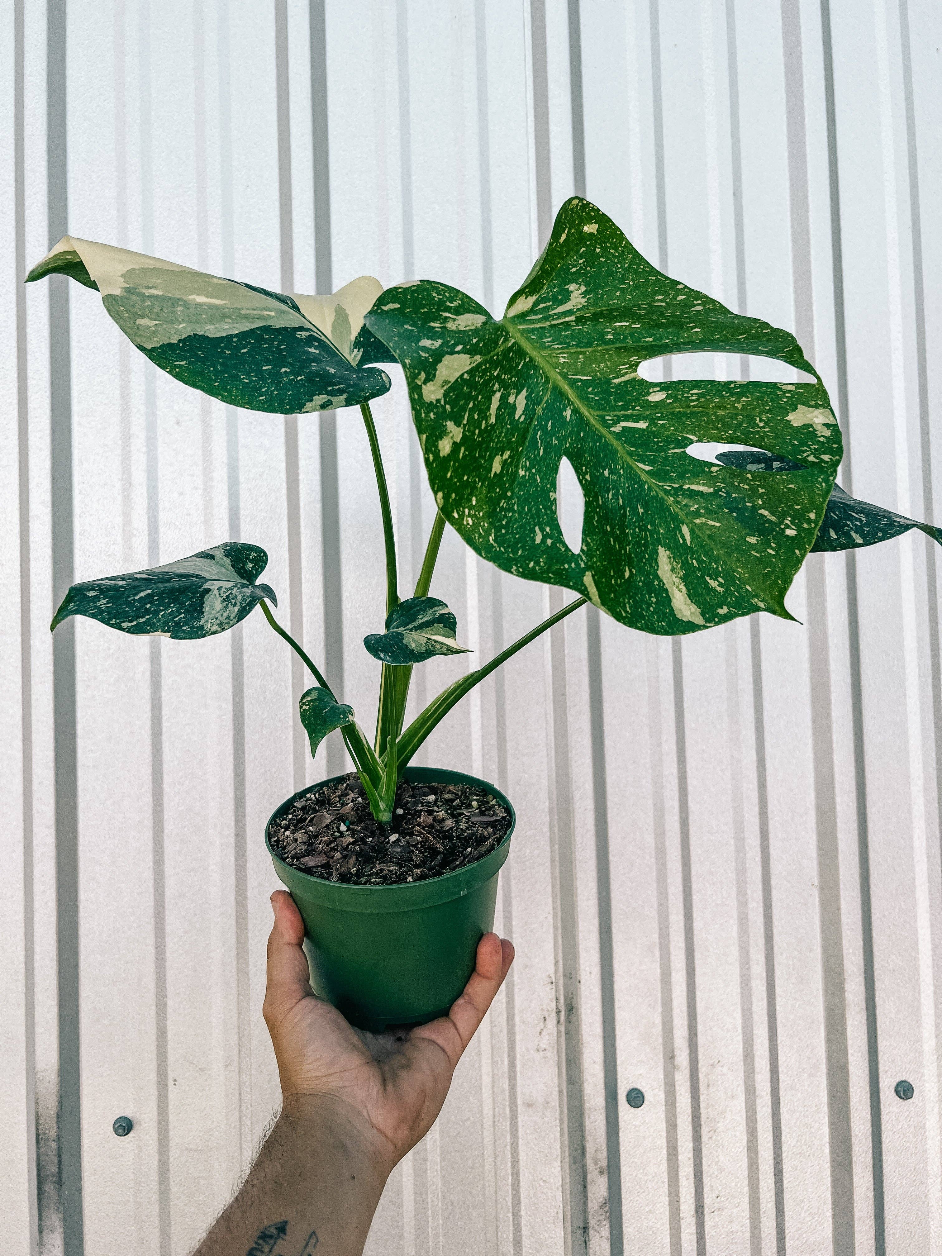 6" Monstera 'Thai Constellation'