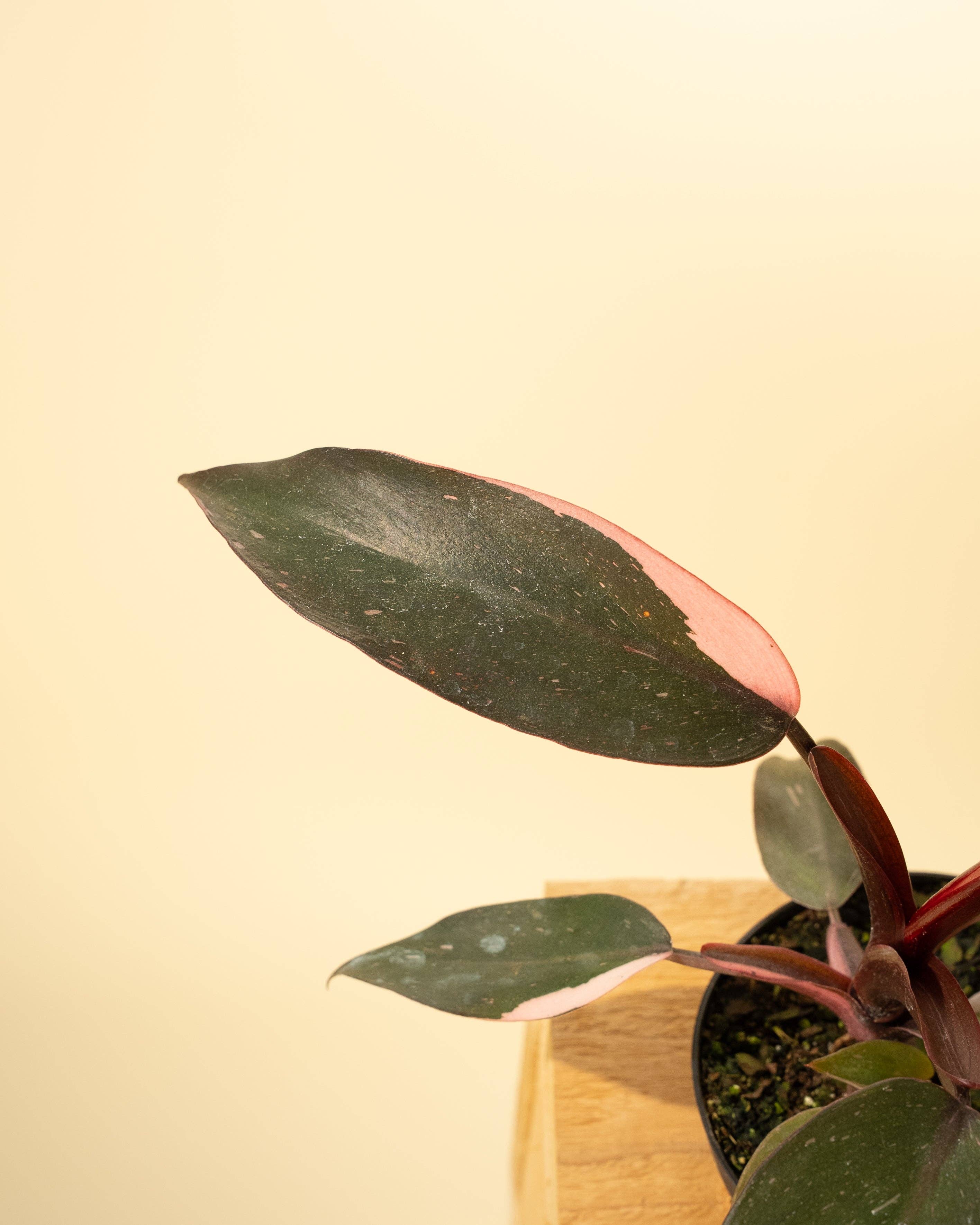 4" Philodendron 'Pink Princess'