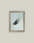 Swallow Boraston