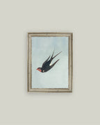 Swallow Boraston