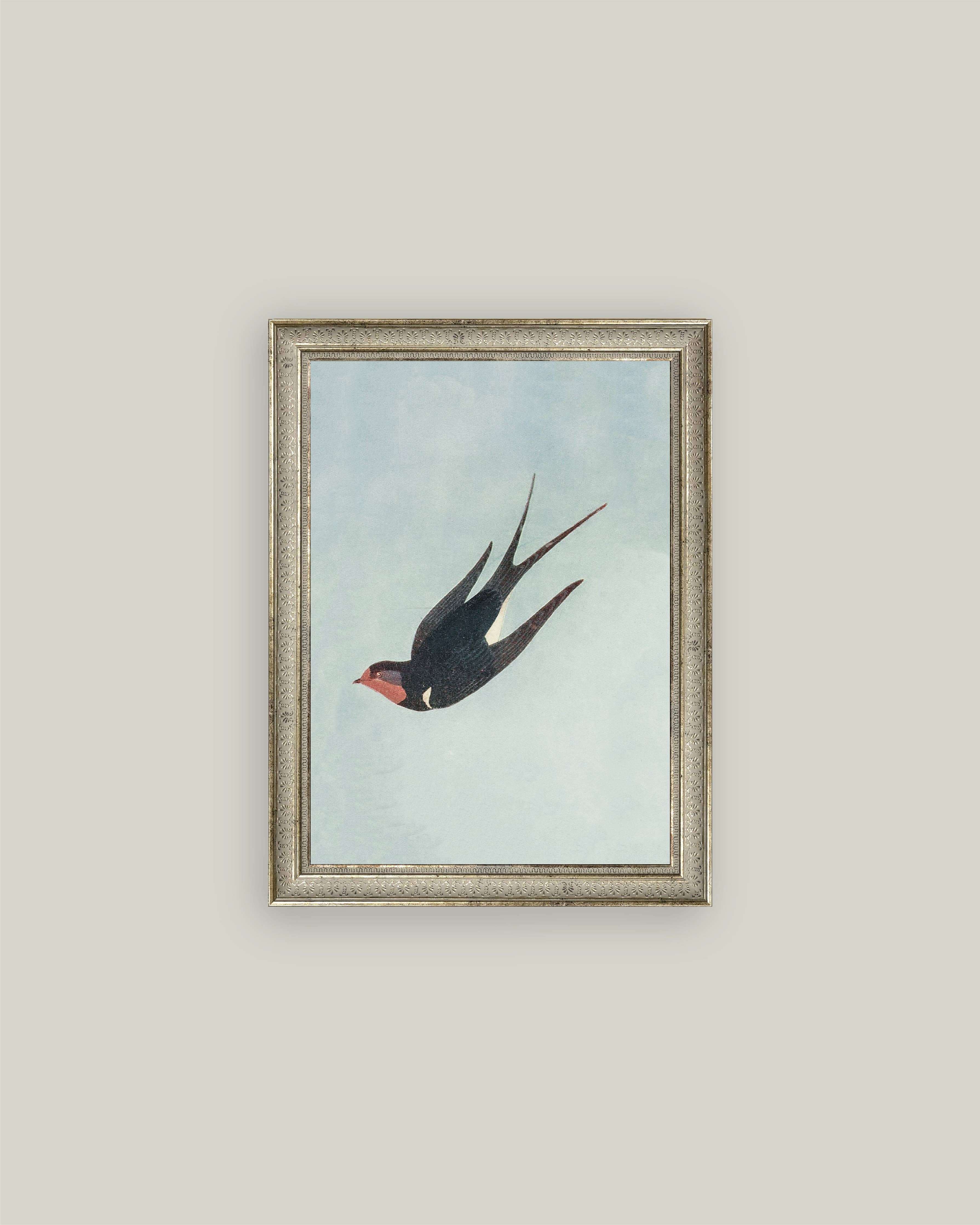Swallow Boraston