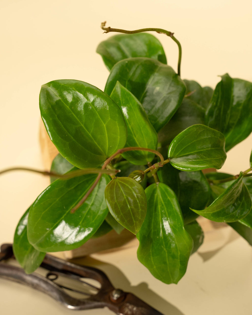 4" Hoya 'Quinquenervia'